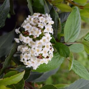 Viburnum × burkwoodii 175-200 cm